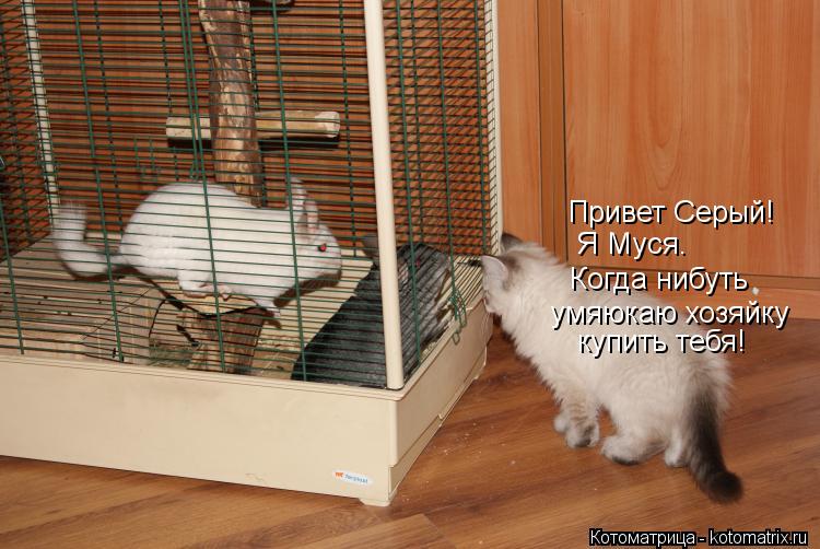 Привет Серый! Я Муся. Когда нибуть умяюкаю хозяйку купить тебя!... Котоматрица: Привет Серый! Я Муся. Когда нибуть умяюкаю хозяйку купить тебя!