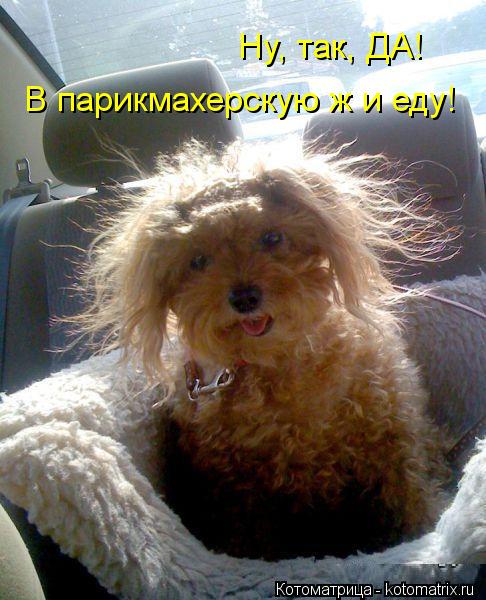 Ну, так, ДА! В парикмахерскую ж и еду!... Котоматрица: Ну, так, ДА! В парикмахерскую ж и еду!