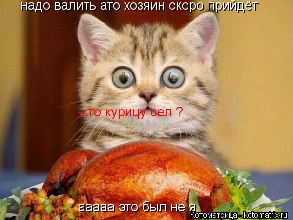 надо валить ато хозяин скоро прийдёт ааааа это был не я -кто курицу сел ? -кто курицу сел ?... Котоматрица: надо валить ато хозяин скоро прийдёт ааааа это был не я -кто курицу сел ? -кто курицу сел ?