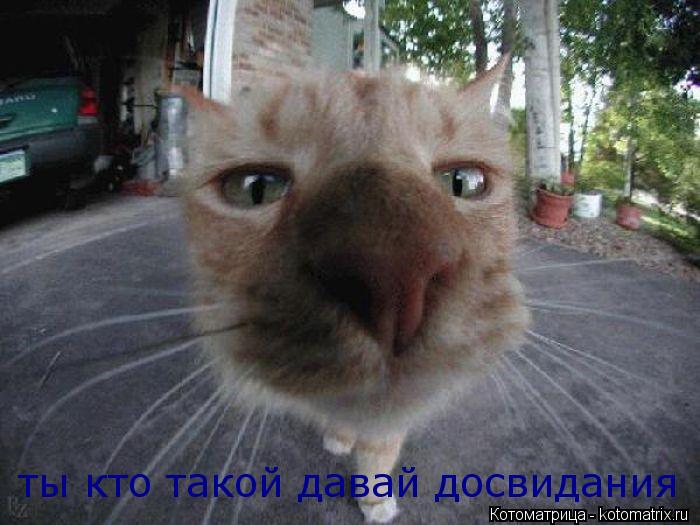 ты кто такой давай досвидания... Котоматрица: ты кто такой давай досвидания