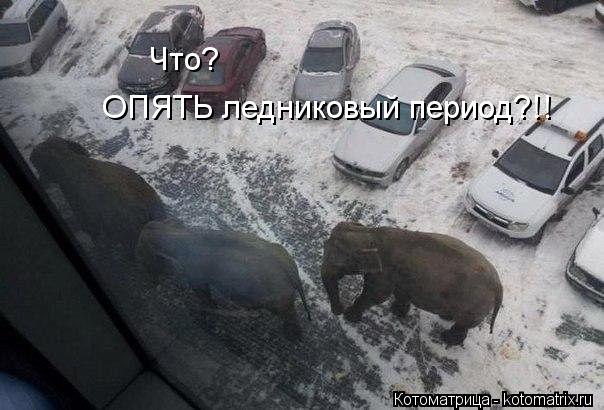 Что? ОПЯТЬ ледниковый период?!!... Котоматрица: Что? ОПЯТЬ ледниковый период?!!
