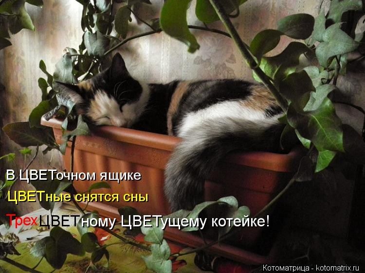 Трех ЦВЕТ ному ЦВЕТущему котейке! ЦВЕТные снятся сны В ЦВЕТочном ящике... Котоматрица: Трех ЦВЕТ ному ЦВЕТущему котейке! ЦВЕТные снятся сны В ЦВЕТочном ящике