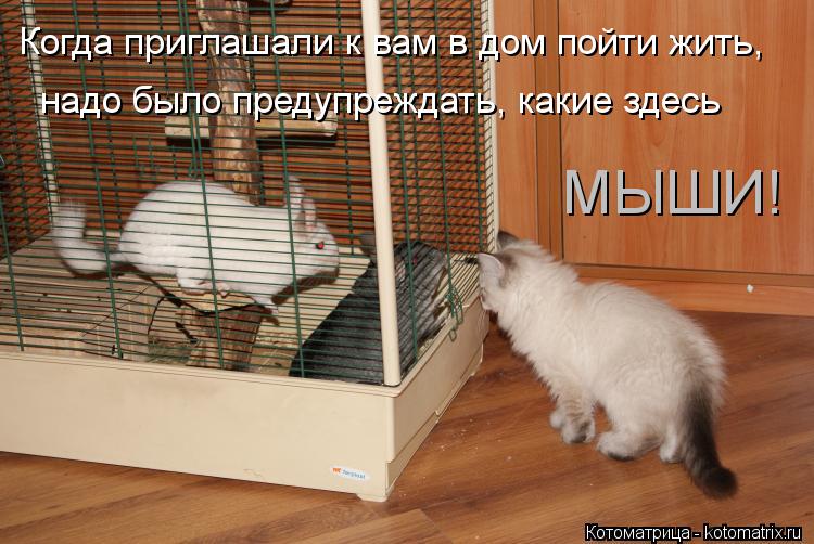 Когда приглашали к вам в дом пойти жить, надо было предупреждать, какие здесь МЫШИ!... Котоматрица: Когда приглашали к вам в дом пойти жить, надо было предупреждать, какие здесь МЫШИ!