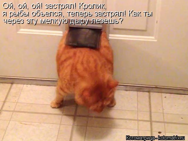 Ой, ой, ой! застрял! Кролик, я рыбы объелся, теперь застрял! Как ты через эту мелкую дыру лезешь?... Котоматрица: Ой, ой, ой! застрял! Кролик, я рыбы объелся, теперь застрял! Как ты через эту мелкую дыру лезешь?