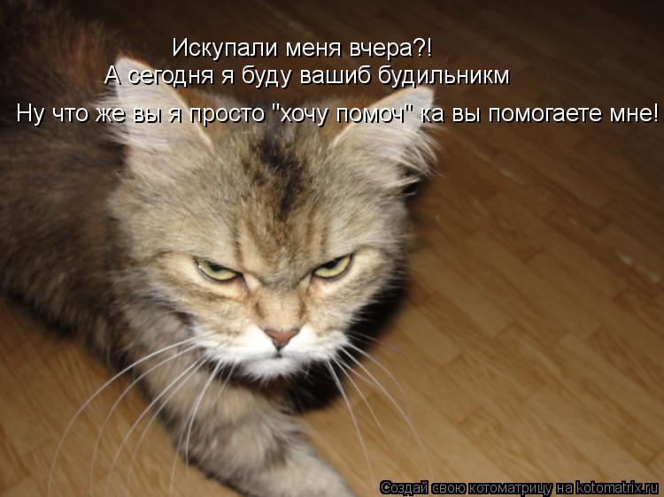 Искупали меня вчера?! А сегодня я буду вашиб будильникм Ну что же вы я просто "хочу помоч" ка вы помо... Котоматрица: Искупали меня вчера?! А сегодня я буду вашиб будильникм Ну что же вы я просто "хочу помоч" ка вы помогаете мне!