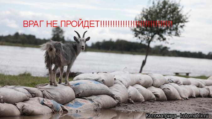 ВРАГ НЕ ПРОЙДЕТ!!!!!!!!!!!!!!!!!!!!!!!!!!!!!... Котоматрица: ВРАГ НЕ ПРОЙДЕТ!!!!!!!!!!!!!!!!!!!!!!!!!!!!!