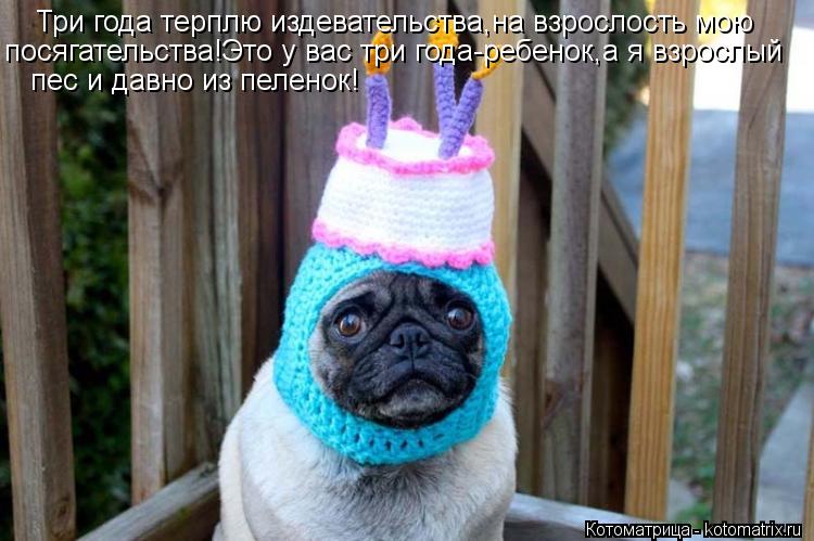 Три года терплю издевательства,на взрослость мою посягательства!Это у вас три года-ребенок,а я взрос... Котоматрица: Три года терплю издевательства,на взрослость мою посягательства!Это у вас три года-ребенок,а я взрослый пес и давно из пеленок!