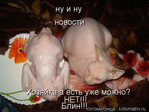 ну и ну новости Хозяйка а есть уже можно? НЕТ!!! Блин!!!... Котоматрица: ну и ну новости Хозяйка а есть уже можно? НЕТ!!! Блин!!!