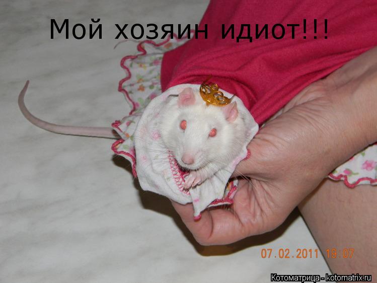 Мой хозяин идиот!!!... Котоматрица: Мой хозяин идиот!!!