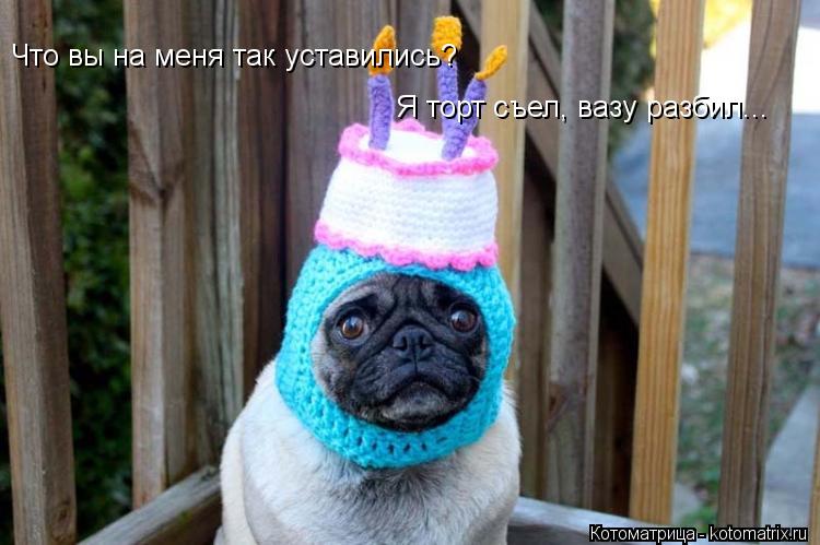 Что вы на меня так уставились? Я торт съел, вазу разбил...... Котоматрица: Что вы на меня так уставились? Я торт съел, вазу разбил...