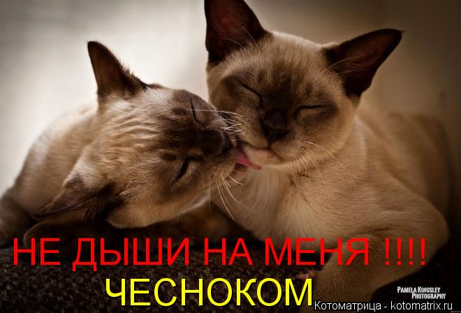 НЕ ДЫШИ НА МЕНЯ !!!! ЧЕСНОКОМ... Котоматрица: НЕ ДЫШИ НА МЕНЯ !!!! ЧЕСНОКОМ