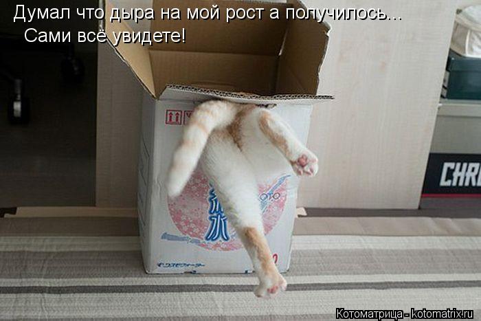 Думал что дыра на мой рост а получилось... Сами всё увидете!... Котоматрица: Думал что дыра на мой рост а получилось... Сами всё увидете!