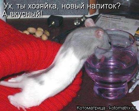 Ух, ты хозяйка, новый напиток? А вкусный!... Котоматрица: Ух, ты хозяйка, новый напиток? А вкусный!