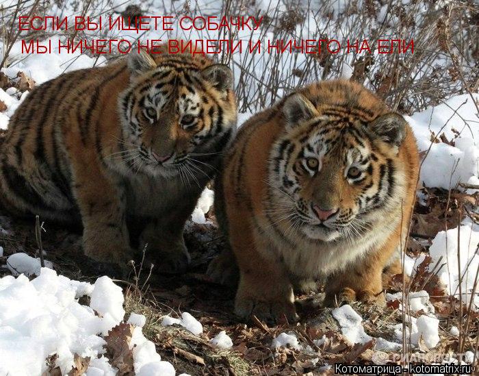 ЕСЛИ ВЫ ИЩЕТЕ СОБАЧКУ МЫ НИЧЕГО НЕ ВИДЕЛИ И НИЧЕГО НА ЕЛИ... Котоматрица: ЕСЛИ ВЫ ИЩЕТЕ СОБАЧКУ МЫ НИЧЕГО НЕ ВИДЕЛИ И НИЧЕГО НА ЕЛИ