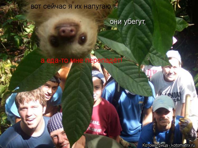 вот сейчас я их напугаю, они убегут, а еда-то мне перепадёт!... Котоматрица: вот сейчас я их напугаю, они убегут, а еда-то мне перепадёт!