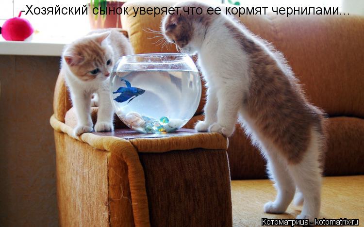 -Хозяйский сынок уверяет,что ее кормят чернилами...... Котоматрица: -Хозяйский сынок уверяет,что ее кормят чернилами...