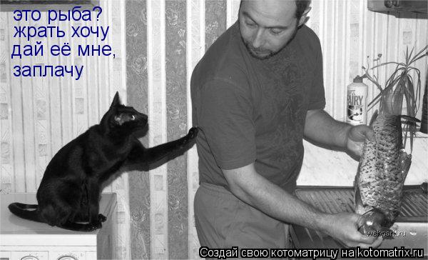 это рыба? это рыба? жрать хочу дай её мне, заплачу... Котоматрица: это рыба? это рыба? жрать хочу дай её мне, заплачу