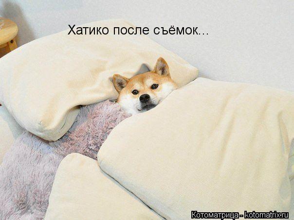 Хатико после съёмок...... Котоматрица: Хатико после съёмок...