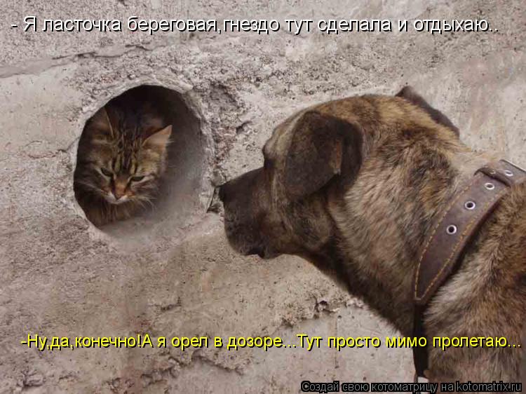 - Я ласточка береговая,гнездо тут сделала и отдыхаю.. -Ну,да,конечно!А я орел в дозоре...Тут просто м... Котоматрица: - Я ласточка береговая,гнездо тут сделала и отдыхаю.. -Ну,да,конечно!А я орел в дозоре...Тут просто мимо пролетаю...