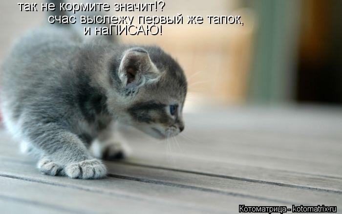 так не кормите значит!? счас выслежу первый же тапок, и наПИСАЮ!... Котоматрица: так не кормите значит!? счас выслежу первый же тапок, и наПИСАЮ!