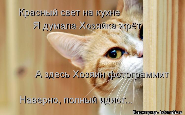 Красный свет на кухне Я думала Хозяйка жрёт А здесь Хозяин фотограммит Наверно, полный идиот...... Котоматрица: Красный свет на кухне Я думала Хозяйка жрёт А здесь Хозяин фотограммит Наверно, полный идиот...