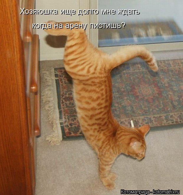 Хозяюшка ище долго мне ждать когда на арену пистишь?... Котоматрица: Хозяюшка ище долго мне ждать когда на арену пистишь?