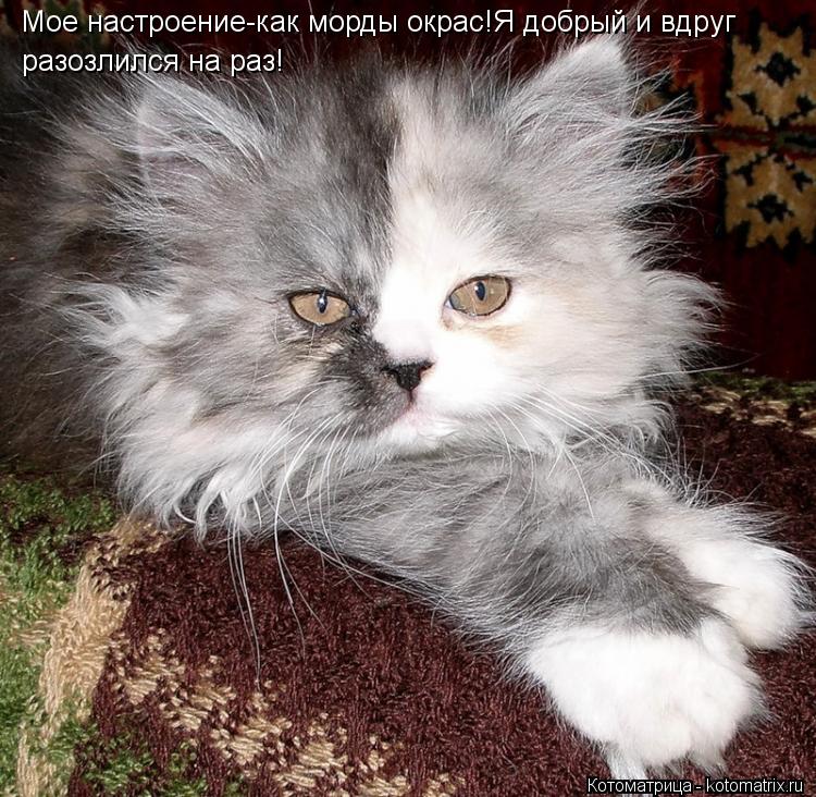 Мое настроение-как морды окрас!Я добрый и вдруг разозлился на раз!... Котоматрица: Мое настроение-как морды окрас!Я добрый и вдруг разозлился на раз!
