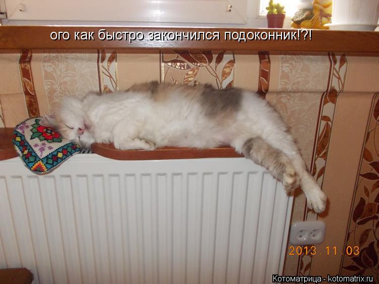 ого как быстро закончился подоконник!?!... Котоматрица: ого как быстро закончился подоконник!?!
