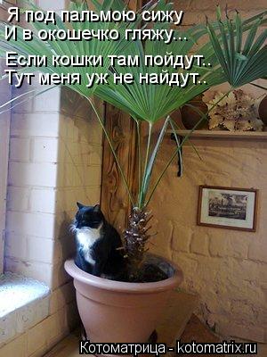 Котоматрица: Я под пальмою сижу И в окошечко гляжу... Если кошки там пойдут.. Тут меня уж не найдут..