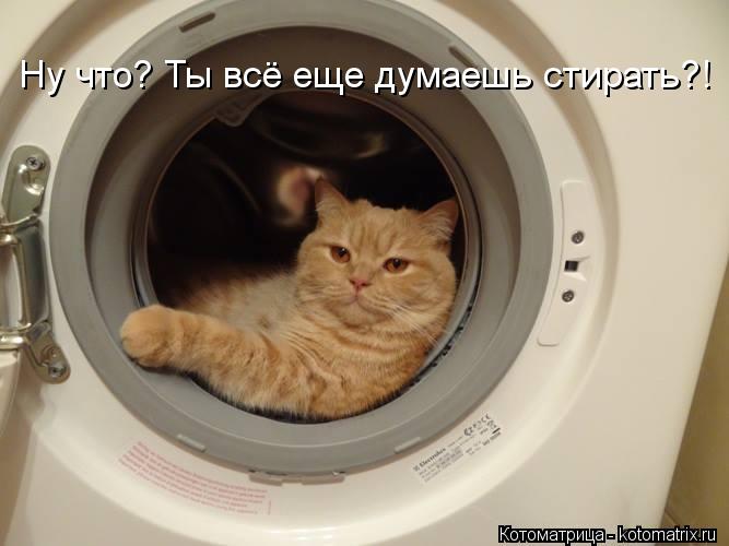 Котоматрица: Ну что? Ты всё еще думаешь стирать?!