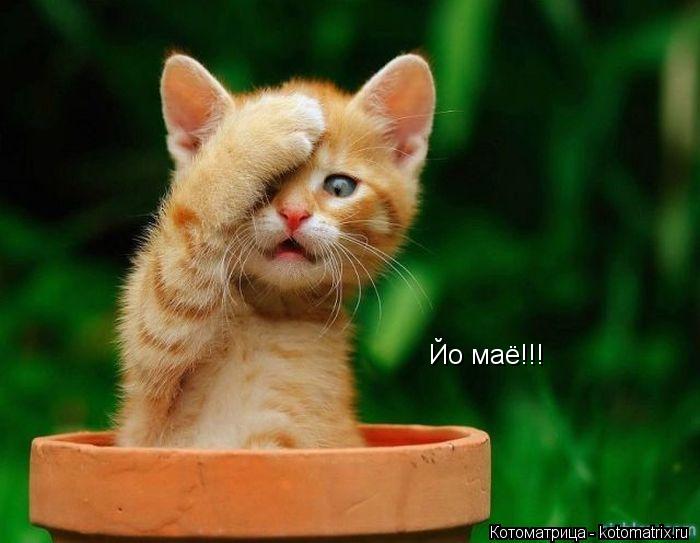 Йо маё!!!... Котоматрица: Йо маё!!!