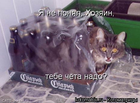 Я не понял, Хозяин, тебе чёта надо?... Котоматрица: Я не понял, Хозяин, тебе чёта надо?