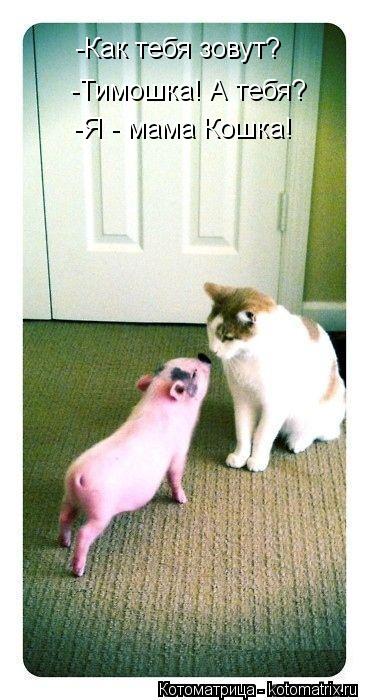 -Как тебя зовут? -Тимошка! А тебя? -Я - мама Кошка!... Котоматрица: -Как тебя зовут? -Тимошка! А тебя? -Я - мама Кошка!