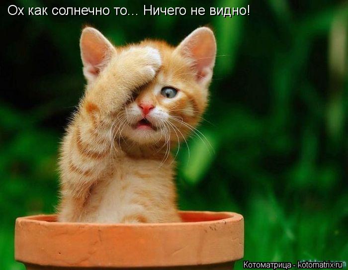 Котоматрица: Ох как солнечно то... Ничего не видно!