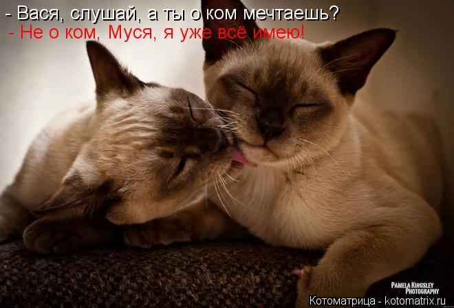 - Вася, слушай, а ты о ком мечтаешь? - Не о ком, Муся, я уже всё имею!... Котоматрица: - Вася, слушай, а ты о ком мечтаешь? - Не о ком, Муся, я уже всё имею!