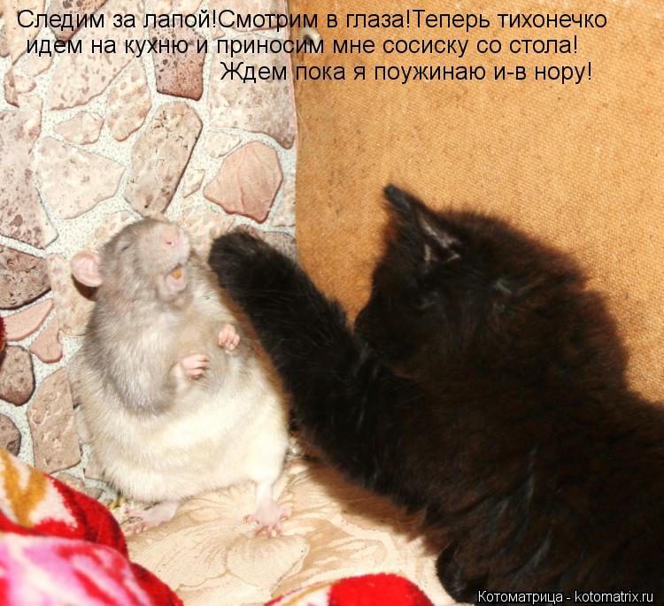 Следим за лапой!Смотрим в глаза!Теперь тихонечко идем на кухню и приносим мне сосиску со стола! Ждем ... Котоматрица: Следим за лапой!Смотрим в глаза!Теперь тихонечко идем на кухню и приносим мне сосиску со стола! Ждем пока я поужинаю и-в нору!