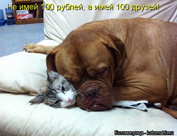 Котоматрица: Не имей 100 рублей, а имей 100 друзей!