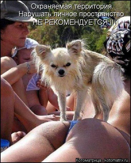 Охраняемая территория. Нарушать личное пространство НЕ РЕКОМЕНДУЕТСЯ !!!... Котоматрица: Охраняемая территория. Нарушать личное пространство НЕ РЕКОМЕНДУЕТСЯ !!!