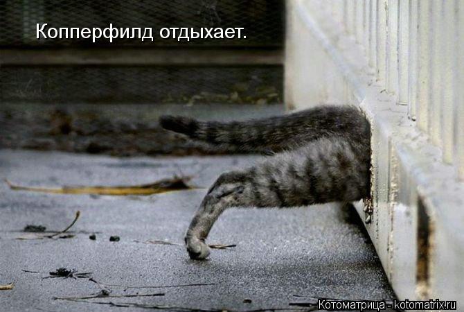 Копперфилд отдыхает.... Котоматрица: Копперфилд отдыхает.