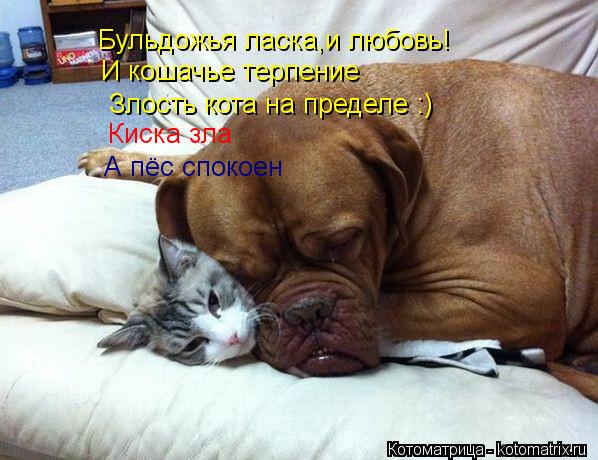 Бульдожья ласка,и любовь! И кошачье терпение Злость кота на пределе :) Киска зла А пёс спокоен... Котоматрица: Бульдожья ласка,и любовь! И кошачье терпение Злость кота на пределе :) Киска зла А пёс спокоен