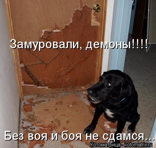 Замуровали, демоны!!!! Без воя и боя не сдамся........ Котоматрица: Замуровали, демоны!!!! Без воя и боя не сдамся.....