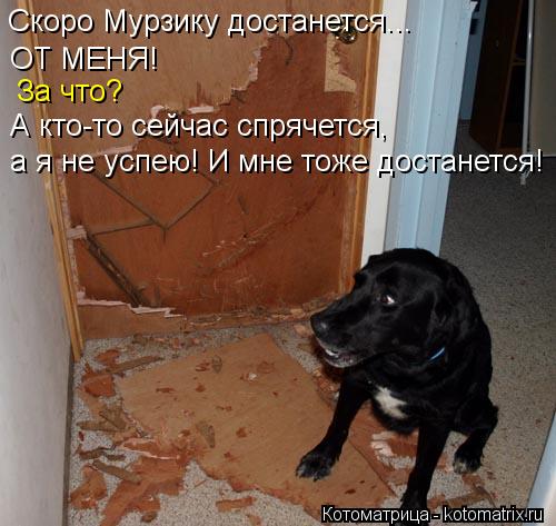 Скоро Мурзику достанется... ОТ МЕНЯ! За что? А кто-то сейчас спрячется, а я не успею! И мне тоже до... Котоматрица: Скоро Мурзику достанется... ОТ МЕНЯ! За что? А кто-то сейчас спрячется, а я не успею! И мне тоже достанется!