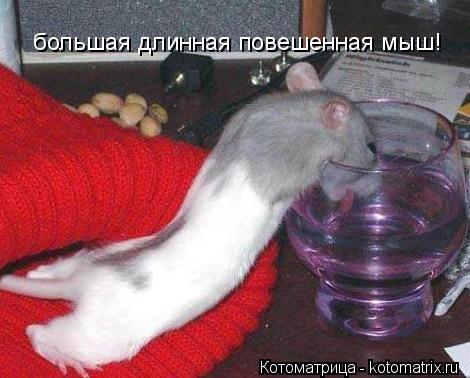 большая длинная повешенная мыш!... Котоматрица: большая длинная повешенная мыш!