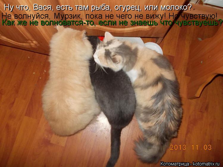 Ну что, Вася, есть там рыба, огурец, или молоко? Не волнуйся, Мурзик, пока не чего не вижу! Но чувств... Котоматрица: Ну что, Вася, есть там рыба, огурец, или молоко? Не волнуйся, Мурзик, пока не чего не вижу! Но чувствую! Как же не волноватся-то, если не знаешь ч