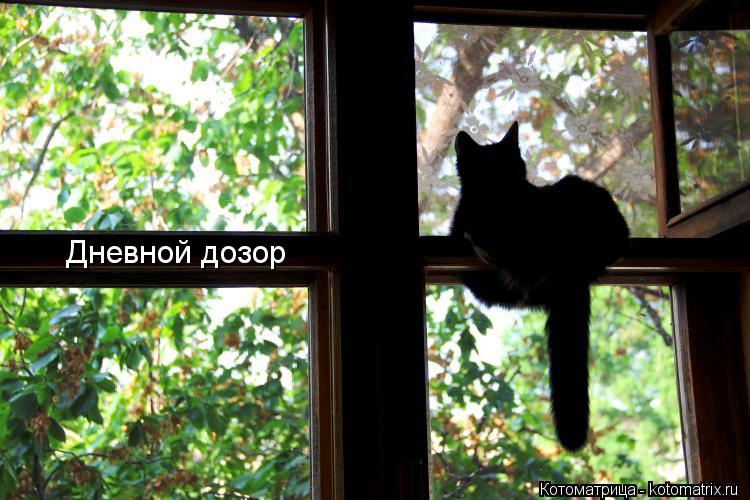 Дневной дозор... Котоматрица: Дневной дозор