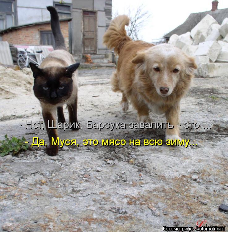 - Нет, Шарик, Барсука завалить - это ... - Да, Муся, это мясо на всю зиму...... Котоматрица: - Нет, Шарик, Барсука завалить - это ... - Да, Муся, это мясо на всю зиму...