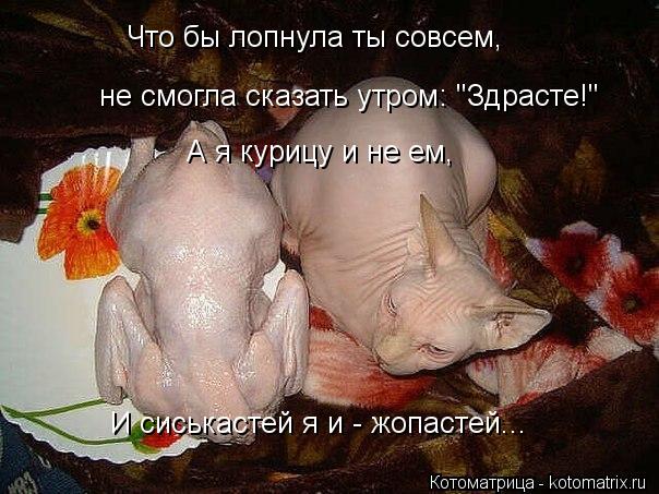Что бы лопнула ты совсем, не смогла сказать утром: "Здрасте!" А я курицу и не ем, И сиськастей я и - ... Котоматрица: Что бы лопнула ты совсем, не смогла сказать утром: "Здрасте!" А я курицу и не ем, И сиськастей я и - жопастей...