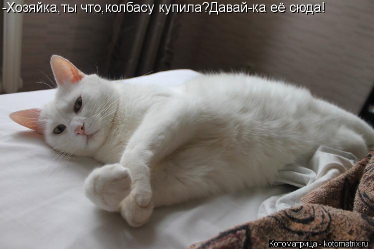 -Хозяйка,ты что,колбасу купила?Давай-ка её сюда!... Котоматрица: -Хозяйка,ты что,колбасу купила?Давай-ка её сюда!