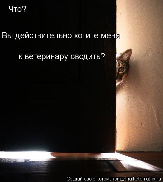 Что? Вы действительно хотите меня к ветеринару сводить?... Котоматрица: Что? Вы действительно хотите меня к ветеринару сводить?