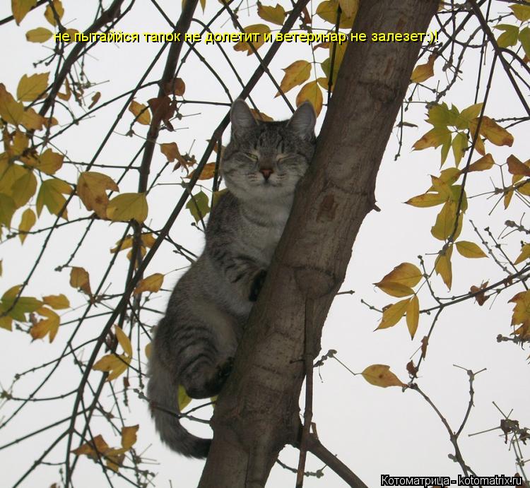 не пытаййся тапок не долетит и ветеринар не залезет:)!... Котоматрица: не пытаййся тапок не долетит и ветеринар не залезет:)!